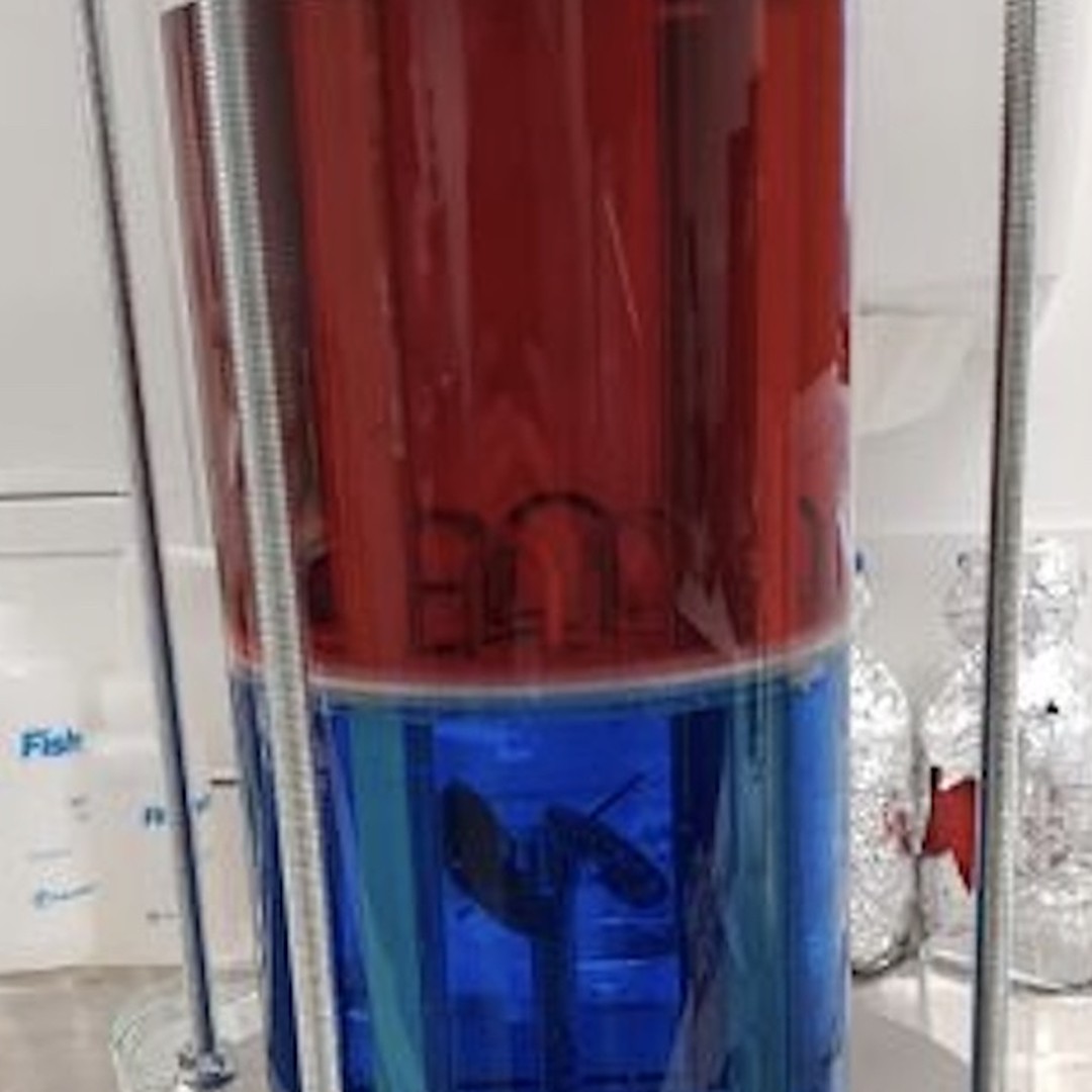 A bespoke transparent bioreactor column filled with red and blue culture media, used for scaffold maturation.